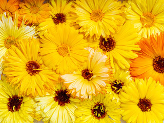 Floral pattern made of yellow flowers. Gardening compositions of yellow flowers background. Flowers pattern texture. Top view