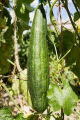 loofah sponge ripens in the sun
