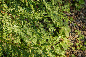 Thuja plicata Сancan in evergreen landscaped garden. Close-up. Yellow-green leaves on Thuja plicata Сancan branch. Blurred yellow-green background. Selective focus. Texture. Nature of North Caucasus.