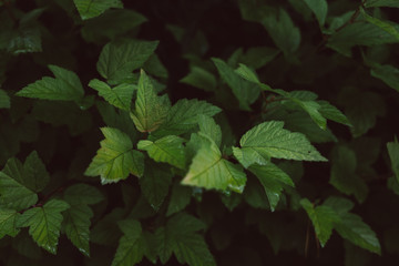 Background pattern of grape green leaves