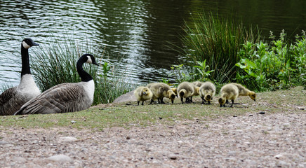 canada goose family
