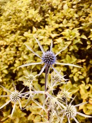 yellow flower on blue background