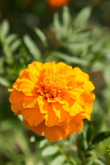 Ukrainian marigolds bloom in the sun on a flower bed
