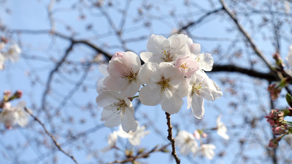 sakura