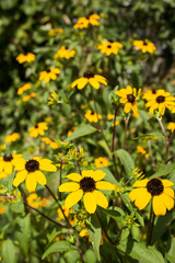 yellow flowers grow in the summer sun
