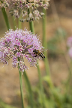 a bee sitting on a flowering onion