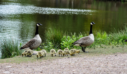 canadian geese on a lake