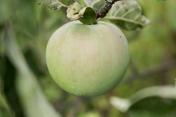 unripe green apple ripens on a tree in the garden
