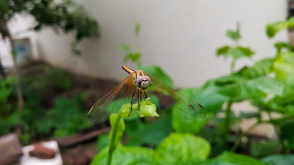 Dragonfly on the green leaf 