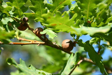 oak tree branch with acorns