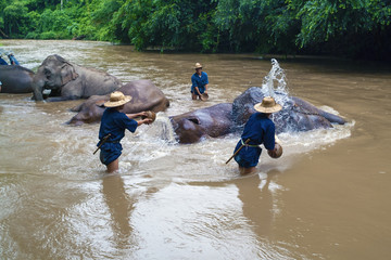 mahout bathe their elephant in a river show in Chiang Dao, Chiang Mai, Thailand