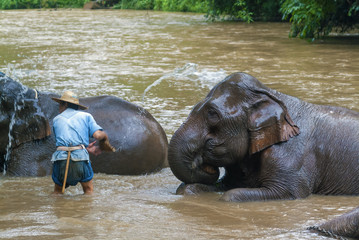 mahout bathe their elephant in a river show in Chiang Dao, Chiang Mai, Thailand
