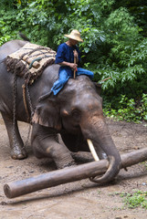 Mahouts and their elephants give a display on working with timber in Chiang Dao, Chiang Mai, Thailand