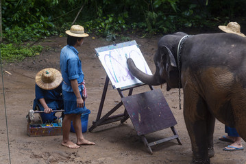 Mahouts and their elephants give a display on working in Chiang Dao, Chiang Mai, Thailand