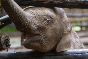 young elephant in the training center of Chiang Dao