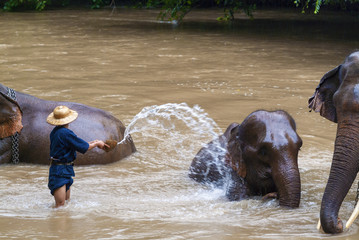a mahout bathes his elephant in a river show in Chiang Dao, Chiang Mai, Thailand
