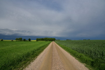 Fototapeta premium road in the field