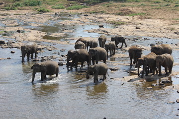 Fototapeta na wymiar Elephants in the river. India.