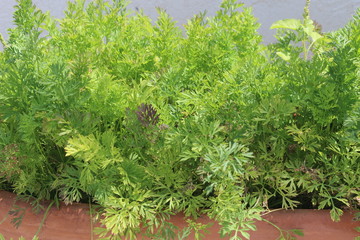 Carrot parsley in pot.