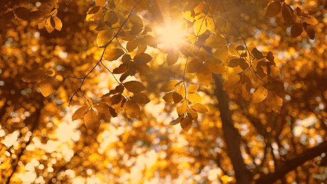 Shining sun through a golden autumn tree leaves and birds whistle