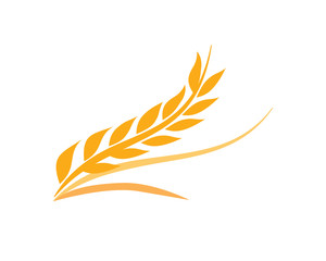 Agriculture Wheat Grain and Wheat Rye Vector