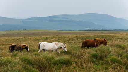 Fototapeta na wymiar Wild Horses from Brecon Beacons National Park in Wales.