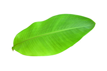 Fototapeta na wymiar Green banana leaves with unique motifs, isolated on a white background, clipping path included