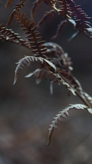 Belles feuilles de fougère en forme de griffe