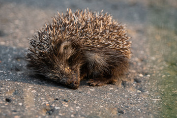 baby hedgehog on the street in Budapest