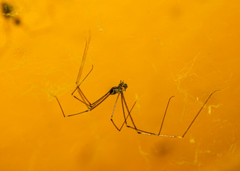 The spider perched on the web eats its prey.