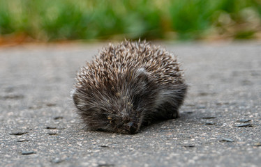 baby hedgehog on the street in Budapest
