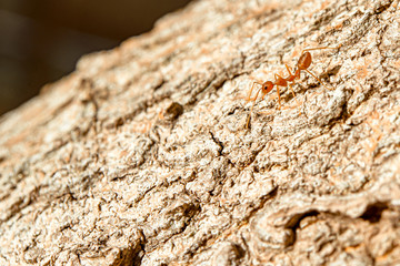 Ants are insects that live together in large groups.