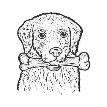 dog with a bone in his teeth sketch engraving vector illustration. T-shirt apparel print design. Scratch board imitation. Black and white hand drawn image.