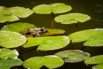 Rana ridibunda frog sits on water lily or lotus leaf. Close-up. Fabulously beautiful pond in landscaped garden. Natural habitat and nature concept for design. Place for your text.