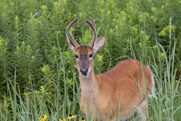 Yearling White-tailed Buck