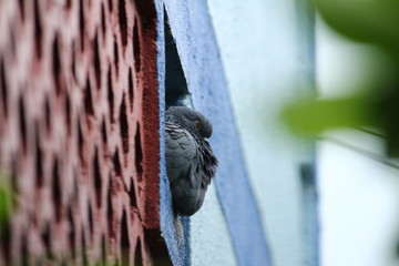 Pigeon yawning and ready to start day. Domestic Pigeon yawn in city. Pigeon yawning in park. Common Wood Pigeon yawning.