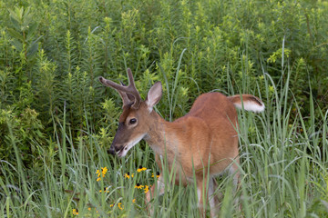 Yearling White-tailed Buck
