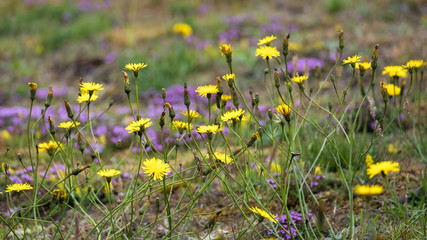 Yelllow Catsear flowers (flatweed) in purple heather