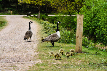 geese on the grass
