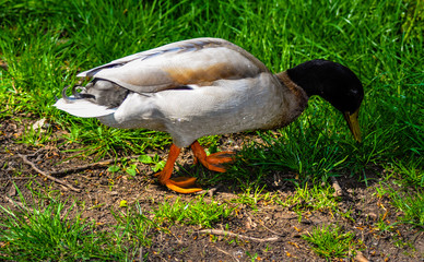 duck on the grass