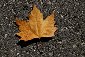 Dry yellow autumn leaf on gray asphalt. Autumn background. Yellow leaf on gray asphalt. View from above.