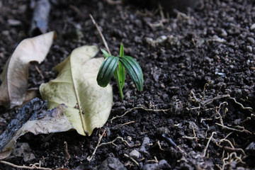 a green leaf surrounded by soil and dirt