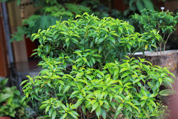 green plant with many leaves