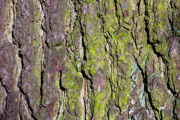 Rough bark on mature trunk of alder tree