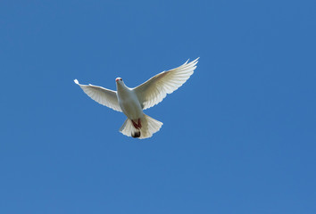 Obraz na płótnie Canvas white feather pigeon flying against clear blue sky