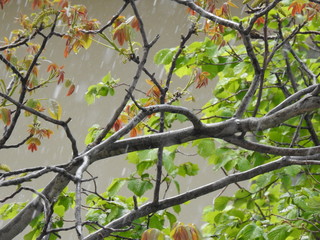 Wiosna w mieście - gałęzie i młode listki orzecha włoskiego w deszczu