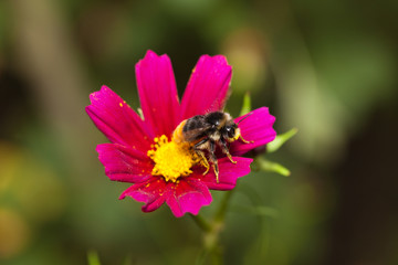 Bombus. Trzmiel zbierający pyłek z różowego kwiatu onętka.