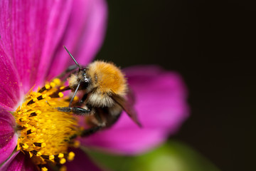 Bombus. Trzmiel zbierający pyłek z różowego kwiatu onętka.