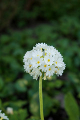 Blümchen © claudettethebat