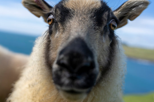 Nahaufnahme eines Schafs - Gesicht des Schafs